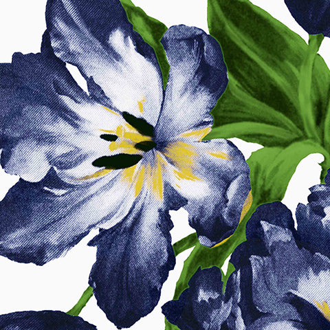 Dutch Tulip