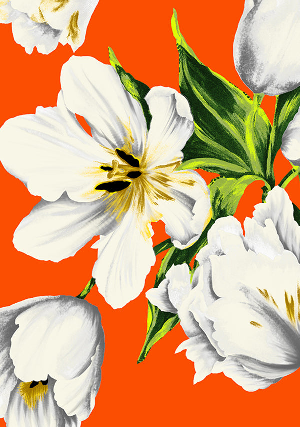 Emperor Tulip Bright_Orange_CS_33y
