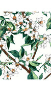 Aster Dress Shirt Collar 3/4 Sleeve Midi Length Cotton Musola (Magnolia New)