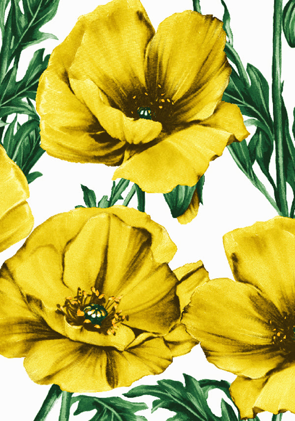Poppy Poland Big_White Yellow_CS_12y