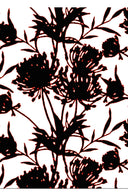 Aster Dress Boat Neck Sleeveless Midi Plus Length Cotton Musola (Primavery Silhouette White)