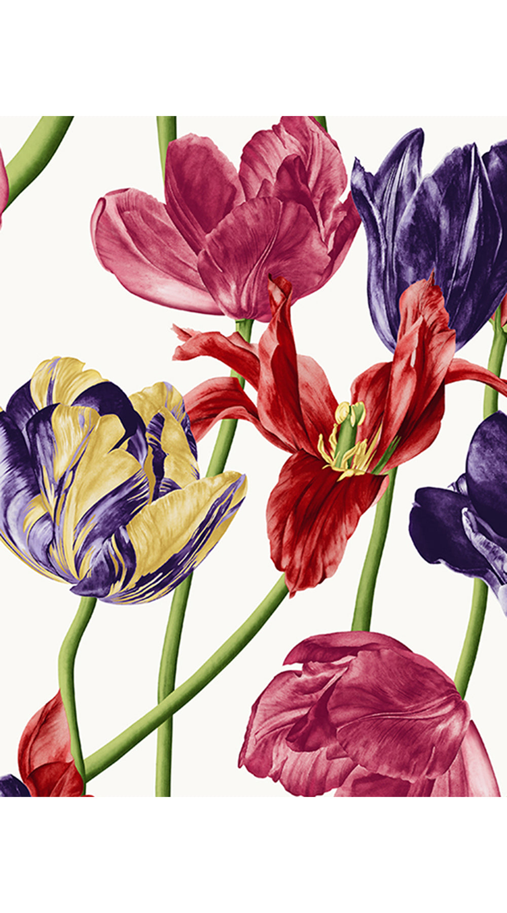 Aster Dress Shirt Collar 3/4 Sleeve Midi Length Cotton Musola (Rambrandt Tulip)