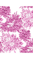 Aster Dress Shirt Collar 3/4 Sleeve Midi Length Cotton Musola (Shibori Sumire)